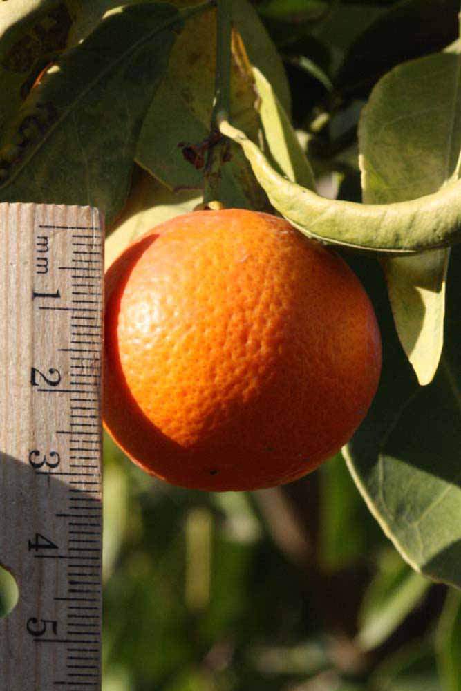              Fruit (Riverside, CA)       